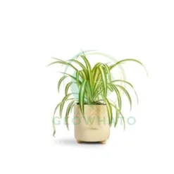 Spider Plant (Chlorophytum comosum) in California